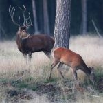 I Naturvårdsverkets förslag till nya jakttider ska kronhind få jagas även utanför kronhjortsskötselområden. För handjuren gäller emellertid samma regler som tidigare.
