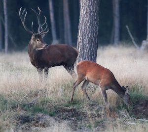 I Naturvårdsverkets förslag till nya jakttider ska kronhind få jagas även utanför kronhjortsskötselområden. För handjuren gäller emellertid samma regler som tidigare.