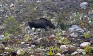 Älg och tallplantor.