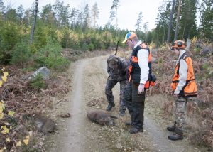 Vad gäller jakttiden på vildsvin föreslår Naturvårdsverket att jaktuppehållet tidigareläggs med två veckor.