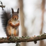 Naturvårdsverket föreslår att allmän jakt på ekorre återinförs.