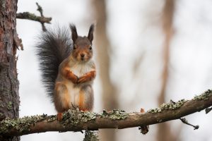 Naturvårdsverket föreslår att allmän jakt på ekorre återinförs.