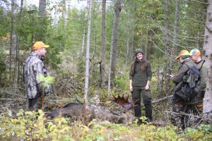 Naturvårdsverket föreslår flera förändringar för jakttiden på älg.