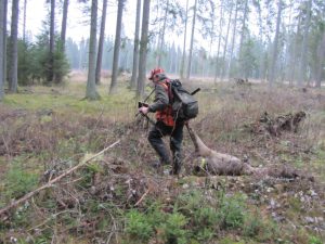Jakttiden på rådjur blir med Naturvårdsverkets förslag avsevärt längre än idag.