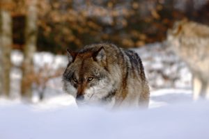 På fredagen avslog länsstyrelsen i Gävleborgs län ytterligare två skyddsjaktansökningar på varg.