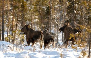 Statliga Sveaskog vill skyddsjaga älg även i framtiden, även om jägarna fyller avskjutningsplanerna till punkt och pricka.