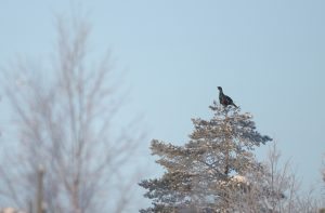Tjädertupp i topp.