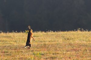 ”Monokulturens avigsidor har vi länge sett här i Skåne”, skriver debattören.