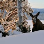 Naturvårdsverket beviljar skyddsjakt på älg i Norrbotten. Jakten får pågå in i april månad.