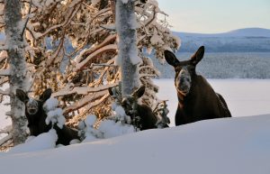 Naturvårdsverket beviljar skyddsjakt på älg i Norrbotten. Jakten får pågå in i april månad.