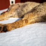 Lördag 7 mars fälldes en närgången varg på skyddsjakt. Vargen fälldes efter att bland andra Ovanåkers kommun ansökt om skyddsjakt.