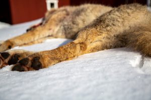 Lördag 7 mars fälldes en närgången varg på skyddsjakt. Vargen fälldes efter att bland andra Ovanåkers kommun ansökt om skyddsjakt.