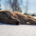 Vargen som fälldes vid skyddsjakten var en vuxen tik med en vikt på 35 kilo.