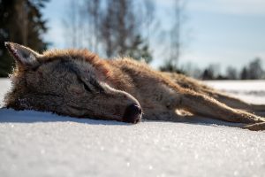 Vargen som fälldes vid skyddsjakten var en vuxen tik med en vikt på 35 kilo.