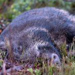 Länsstyrelsen i Kronoberg går i spetsen för att ta fram rutiner för enklare försäljning av vildsvinskött från jägare direkt till konsument.