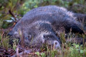 Länsstyrelsen i Kronoberg går i spetsen för att ta fram rutiner för enklare försäljning av vildsvinskött från jägare direkt till konsument.