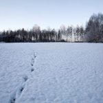 Boende i Falu kommun får fortsätta att se såväl varg som vargspår inne i byarna.