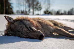 Vargtiken som fälldes vid skyddsjakten.