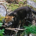 Under maj månad kan så många som 17 nya vargkullar komma att födas i revir som berör Gävleborgs län.