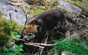 Under maj månad kan så många som 17 nya vargkullar komma att födas i revir som berör Gävleborgs län.