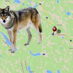 Enligt uppgifter till Svensk Jakt avlivades vargen från helikopter av länsstyrelsen utsedd skytt strax före klockan 14.30 den 22 januari, bara timmar efter beslut om skyddsjakt. Vargen fälldes dock utanför jaktområdet, på norrbottnisk mark.