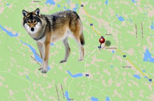 Enligt uppgifter till Svensk Jakt avlivades vargen från helikopter av länsstyrelsen utsedd skytt strax före klockan 14.30 den 22 januari, bara timmar efter beslut om skyddsjakt. Vargen fälldes dock utanför jaktområdet, på norrbottnisk mark.