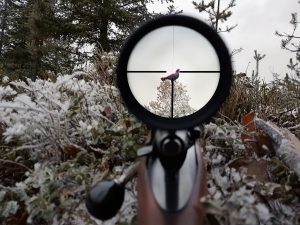 Naturvårdsverket vill ha längre jakttid på tjädertupp och orrtupp.