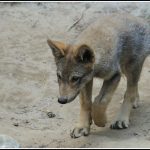 10648469-vargvalp-wolf-pup-jarvzoo