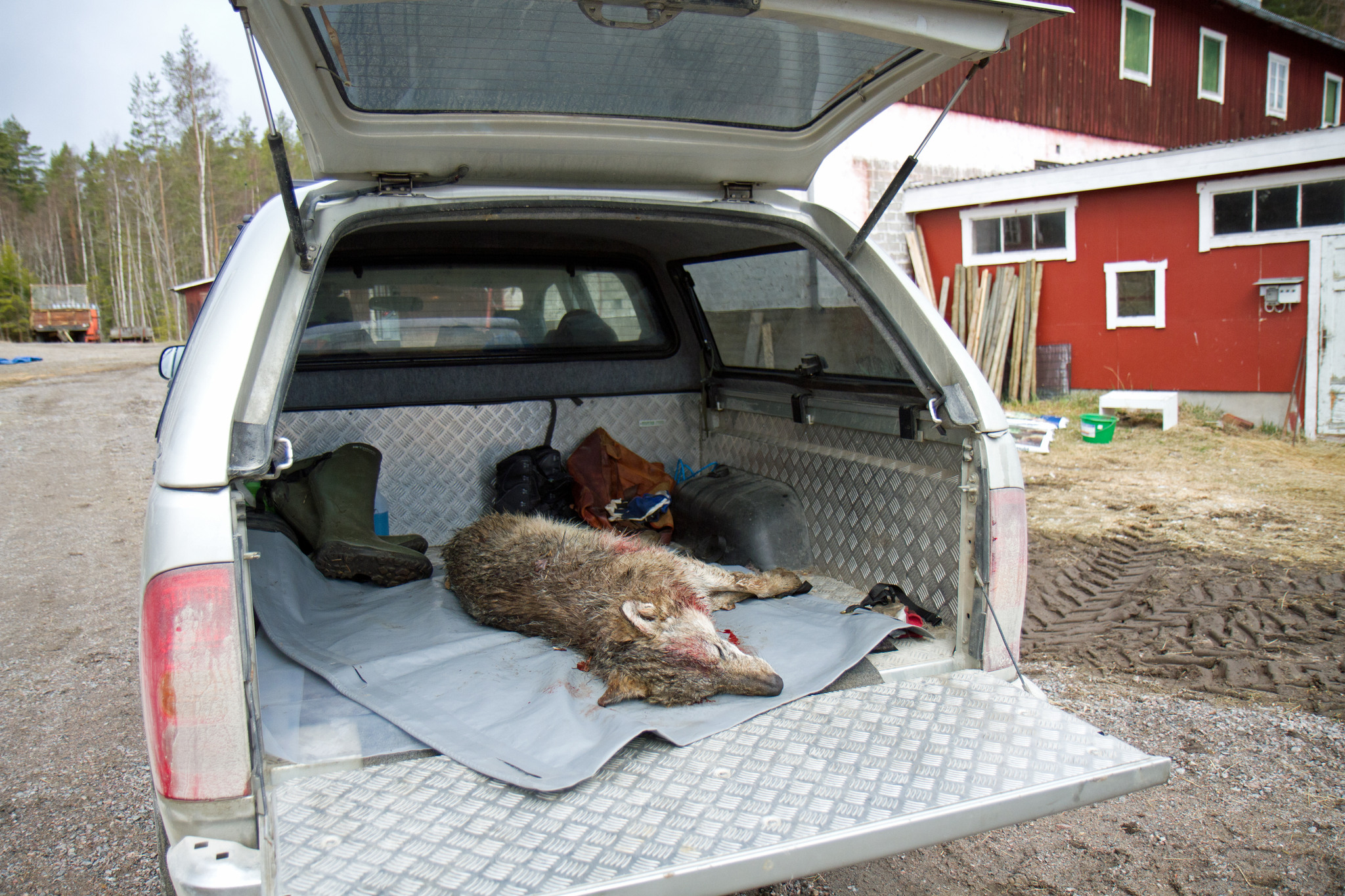 Varg skjuten under en attack inne i en fårhage.