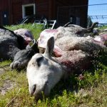 Vargvärnarna kan betala för rovdjursdödade tamdjur, anser skribenten.