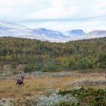 Skribenten efterlyser dialog mellan renägare, Länsstyrelsen Jämtland, älgjägare och fågeljägare för en gemensam syn och lösning på avlysningar av småviltjakt som bygger på fakta.