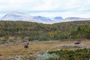 Skribenten efterlyser dialog mellan renägare, Länsstyrelsen Jämtland, älgjägare och fågeljägare för en gemensam syn och lösning på avlysningar av småviltjakt som bygger på fakta.