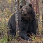 Licensjakten på björn i Västerbotten är nu avslutad. De sista björnarna på tilldelningen fälldes i snabb följd tidigt i onsdags morse.