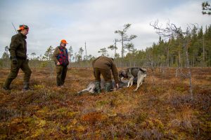 Norra Skog föreslår en ny förvaltningsmodell med så kallad målstyrd jakt som i praktiken innebär fri avskjutning upp till den nivå som gäller för hela älgförvaltningsområdet.