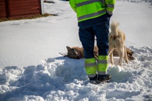 En rovdjurspolitik som saknar bred acceptans ute bland de vilka bär konsekvenserna av denna, som saknar förutsägbarhet och tydlighet och där politiska beslut om nivåmål omtolkas på myndighetsnivå, är inte den bästa grunden att bygga tillit på, anser skribenten.