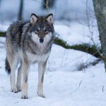 Naturvårdsverket har gjort fel och länsstyrelserna har därför inte fått rätt förutsättningar inför sina beslut om vargjakt, menar Jägareförbundet.