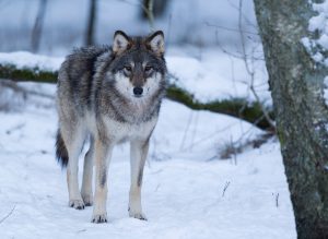 Naturvårdsverket har gjort fel och länsstyrelserna har därför inte fått rätt förutsättningar inför sina beslut om vargjakt, menar Jägareförbundet.
