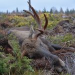 Varför ska älgförvaltningsområdet vara så stort när det fungerar så dåligt, frågar sig insändarskribenten.