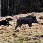 900 jägare fällde över 200 vildsvin i en storjakt som arrangerades i Norrtälje kommun den gångna helgen.