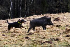 900 jägare fällde över 200 vildsvin i en storjakt som arrangerades i Norrtälje kommun den gångna helgen.