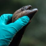 Noggrannheten med hygienen börjar redan i skogen. Ta om möjligt med vildsvinet hem innan passning för att kunna göra det så rent och snyggt som möjligt.
