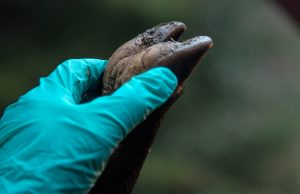 Noggrannheten med hygienen börjar redan i skogen. Ta om möjligt med vildsvinet hem innan passning för att kunna göra det så rent och snyggt som möjligt.