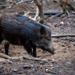 Vildsvin i Sörmland och Skåne har konstaterats vara smittade med den ovanliga typen av salmonella, Salmonella choleraesuis.