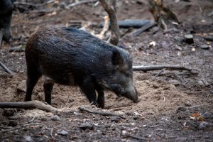 Vildsvin i Sörmland och Skåne har konstaterats vara smittade med den ovanliga typen av salmonella, Salmonella choleraesuis.