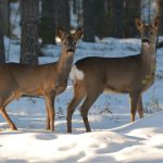 I Naturvårdsverkets förslag till regeringen finns ett antal förändringar som inte är bra för viltvården, jakten eller jägarna, anser insändarskribenten.