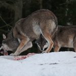 I helgen har två vargar som går tillsammans spårats på gränsen mellan Jönköpings och Västra Götalands län.