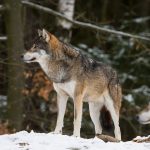 Ovanåkers kommun i Hälsingland begär att ett vargpar får skjutas på skyddsjakt. Detta eftersom vargarna uppvisar ett onaturligt beteende mot människor.