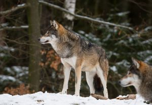 Ovanåkers kommun i Hälsingland begär att ett vargpar får skjutas på skyddsjakt. Detta eftersom vargarna uppvisar ett onaturligt beteende mot människor.