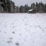 Spår visar att det finns varg kvar i Andåreviret efter att tio skjutits vid den nu avslutade licensjakten