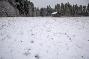 Spår visar att det finns varg kvar i Andåreviret efter att tio skjutits vid den nu avslutade licensjakten